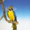 Halskragen für Vögel