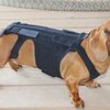 Rückenbandage für kleine Hunde