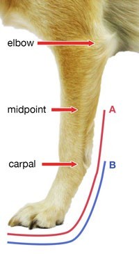 Adjustable-Splint-Front-Chart-AB